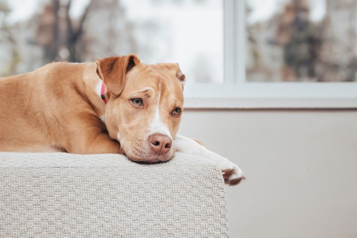 Pourquoi mon chien pleure-t-il la nuit ?