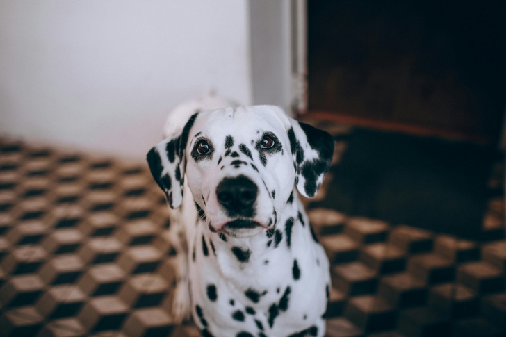 Comprendre les gémissements de mon chien et leur signification