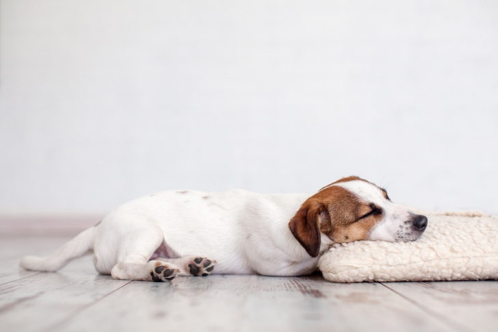 Comment aider mon chien à mieux supporter la solitude ? 
