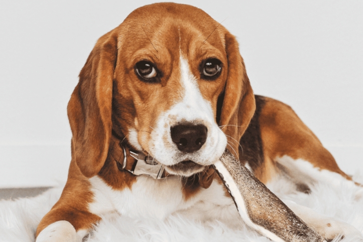 Mon chien peut-il rester seul ? 