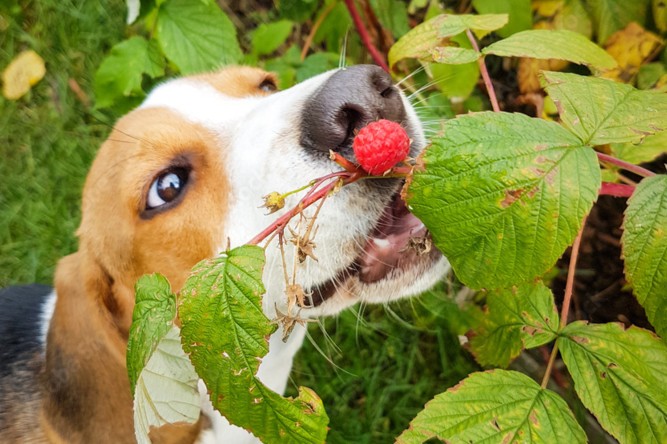 Quels fruits et légumes de mon potager pour mon chien ?