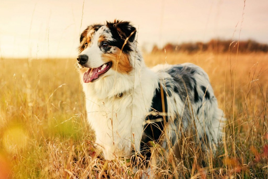 5 Choses à savoir avant d’acheter du Curcuma pour votre chien