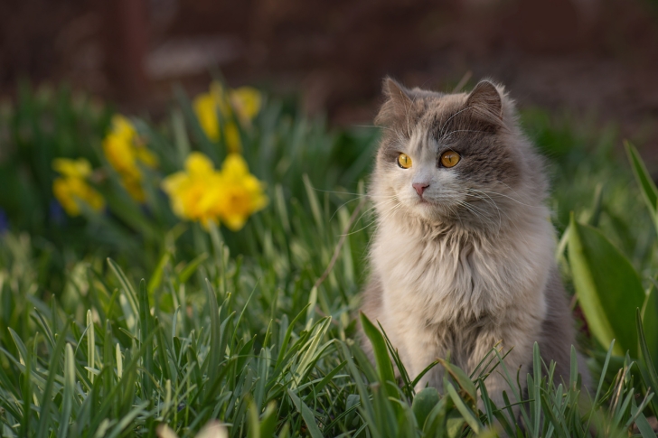 Compléments alimentaires pour chiens et chats : faire le bon choix