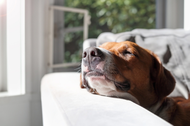 Apaiser l’anxiété de séparation de mon chien