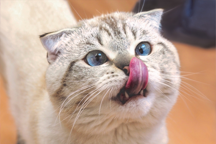 5 idées de smoothies pour chat