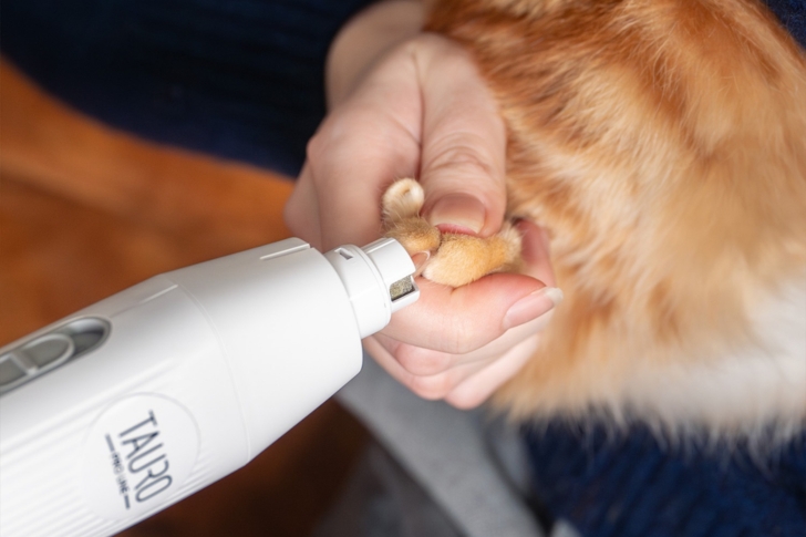 Pourquoi et comment couper les griffes de mon chien 