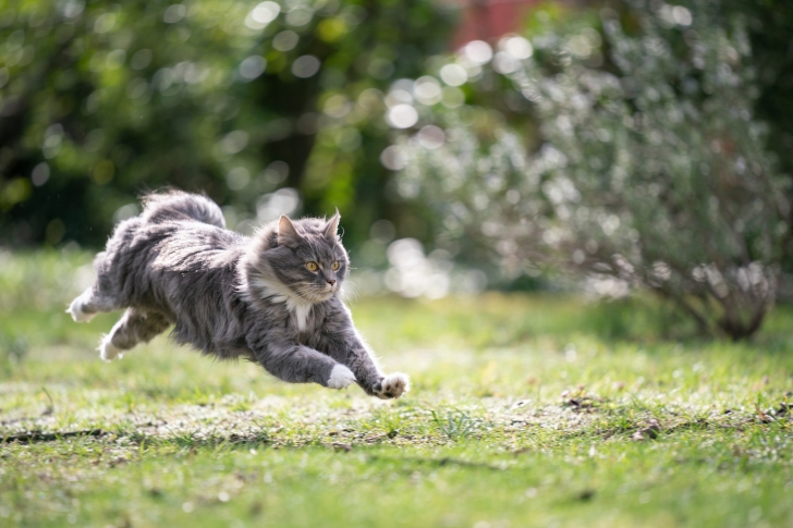 Le quart d’heure de folie : Pourquoi nos chiens et nos chats ont des zoomies 