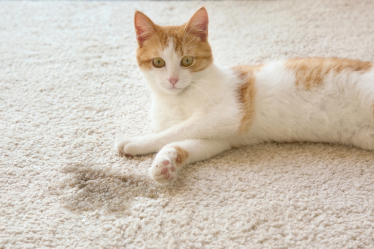 Mon chat urine hors de sa litière : comprendre le marquage territorial 