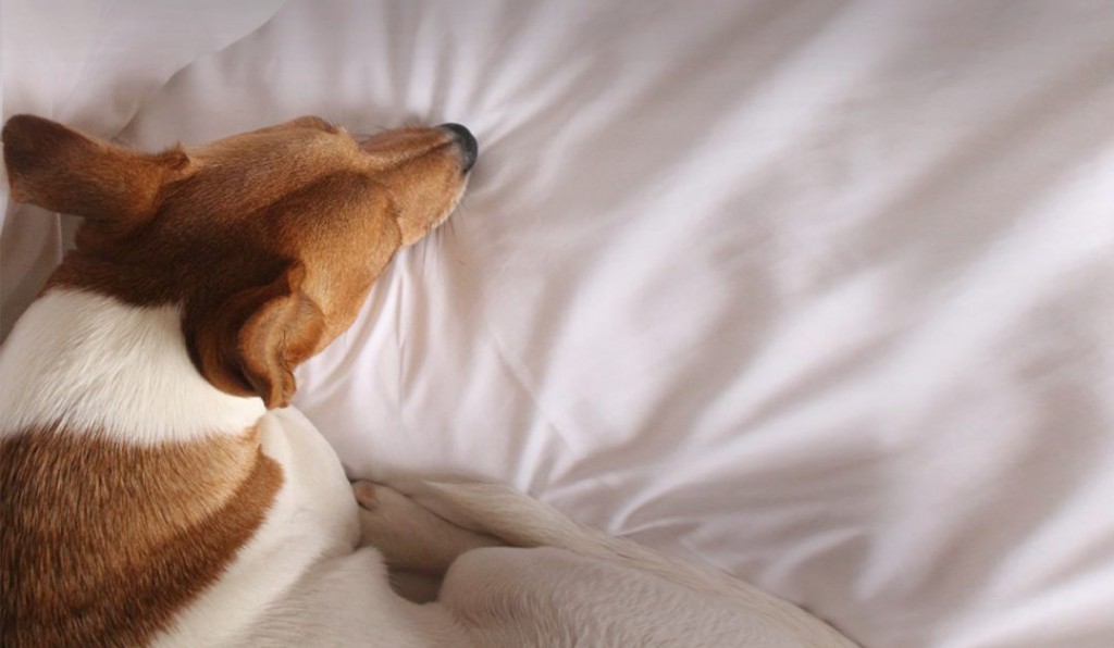 Chien stressé : comment l’aider ?