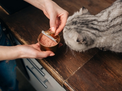 Choisir sa pâtée pour chat