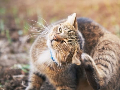 Anti tique chat : quelles solutions utiliser ? 