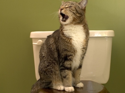 Litière végétale pour chats : quels avantages ?