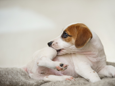 Mon chien se gratte : quelles solutions ?