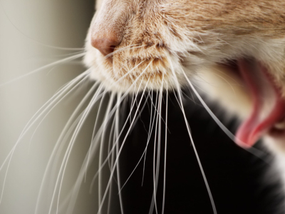 Gingivite du chat : comment la détecter et l'empêcher