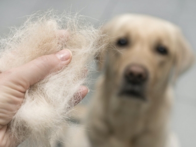 Mon chien perd ses poils : causes et solutions