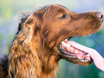 Mon chien a du tartre, que faire ?