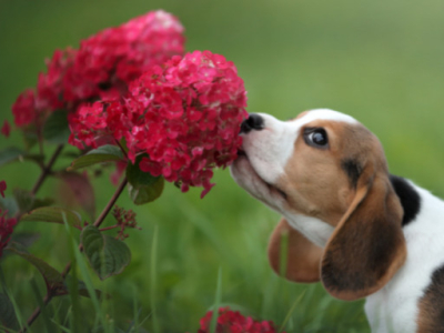 Mon chien au jardin