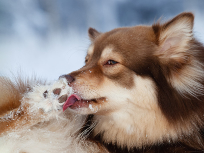 Pourquoi mon chien se lèche les pattes ?