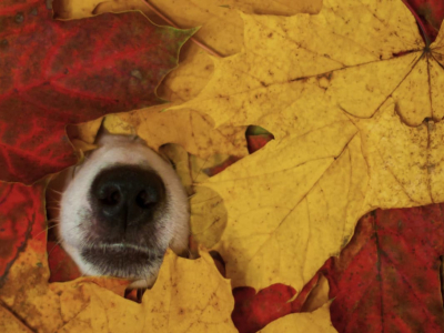 Ma check list pour un automne serein