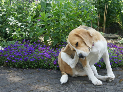 Dermatite atopique du chien