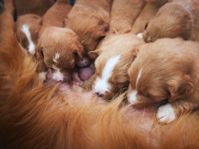 Gestation et mise bas de manière naturelle : conseils & compléments 