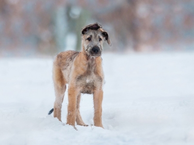 Quelques conseils pour votre chien en hiver