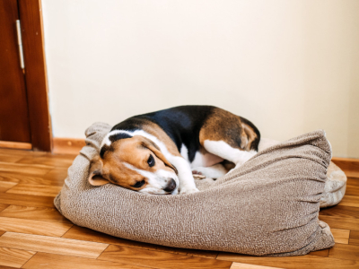 Mon chien a la diarrhée : causes, solutions naturelles et compléments utiles