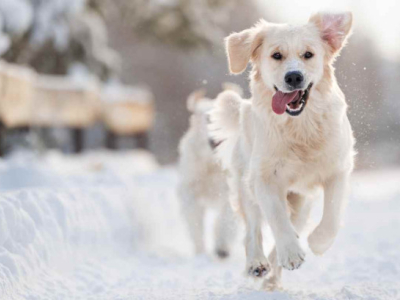 Comment prendre soin de mon chien durant l'hiver ?