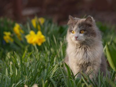 Pâtée pour chat et alimentation humide, tout ce qu'il faut savoir