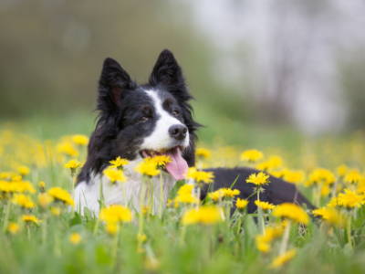 Balades de printemps avec mon chien : que prévoir pour une sortie sans stress ? 