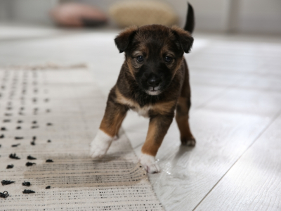 Apprendre la propreté à mon chiot
