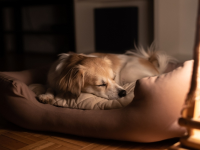 Combien de temps puis-je laisser mon chien seul la nuit ? 