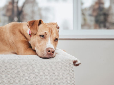 Pourquoi mon chien pleure-t-il la nuit ?