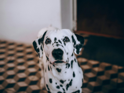 Comprendre les gémissements de mon chien et leur signification