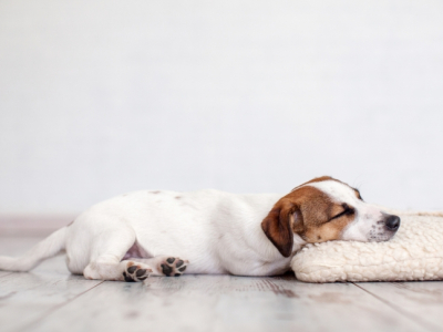 Comment aider mon chien à mieux supporter la solitude ? 