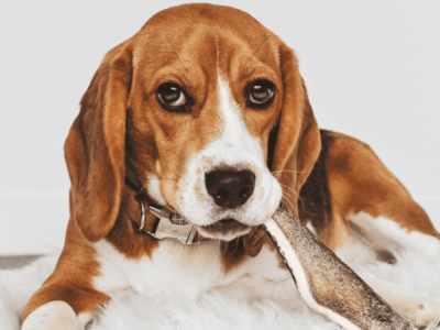 Mon chien peut-il rester seul ? 