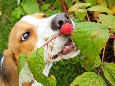 Quels fruits et légumes de mon potager pour mon chien ?