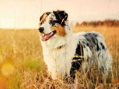 5 Choses à savoir avant d’acheter du Curcuma pour votre chien