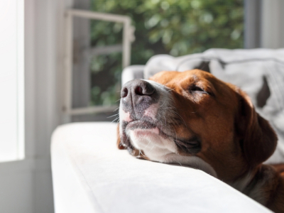 Apaiser l’anxiété de séparation de mon chien