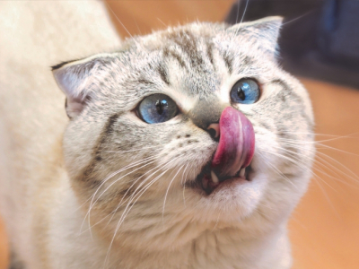 5 idées de smoothies pour chat