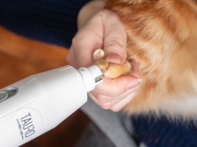 Pourquoi et comment couper les griffes de mon chien 