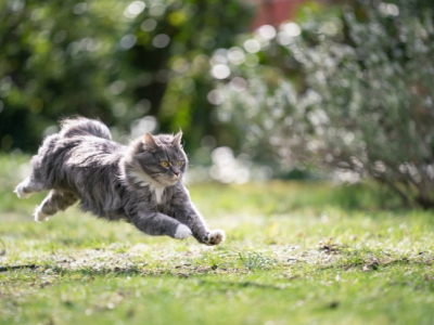 Le quart d’heure de folie : Pourquoi nos chiens et nos chats ont des zoomies 