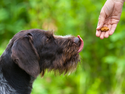 Friandise pour chien : lesquelles donner ?